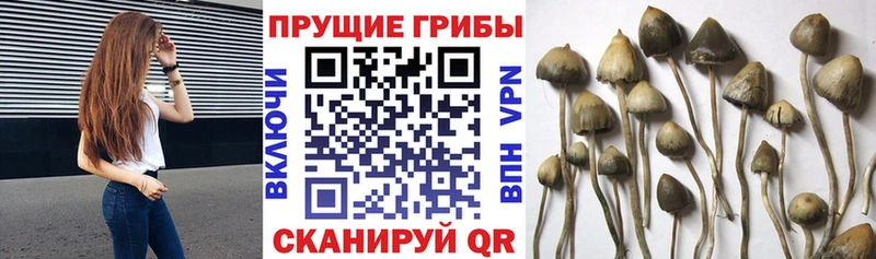 цена Ленинградская дарк нет формула Псилоцибиновые грибы MAGIC MUSHROOMS